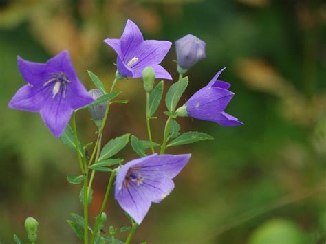 桔梗 風水|【桔梗（キキョウ）の花言葉は怖い？】色別の意味や。